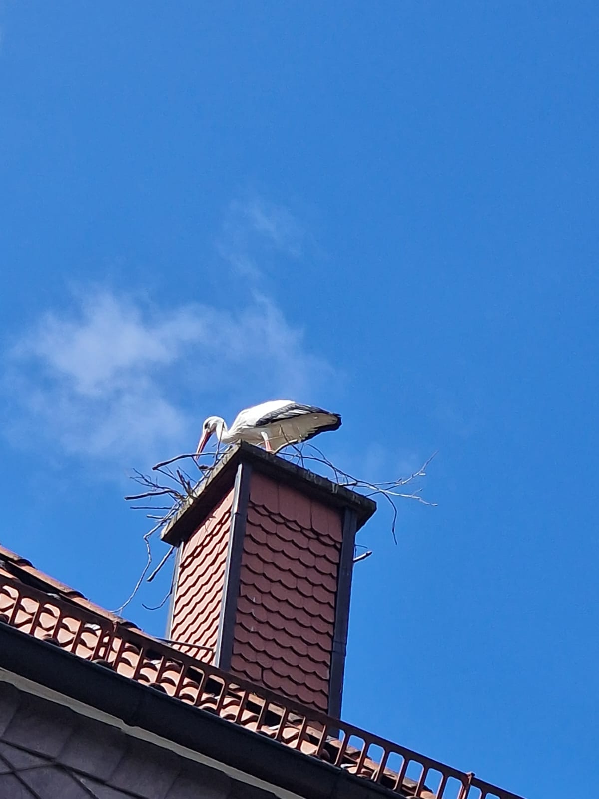 Storch, Heinsen, Nestbau, 2026, Störche